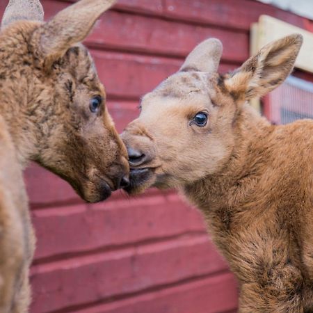 Moose Garden Villa Orrviken ภายนอก รูปภาพ
