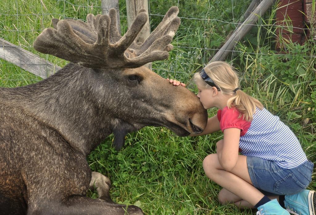 Moose Garden Villa Orrviken ภายนอก รูปภาพ