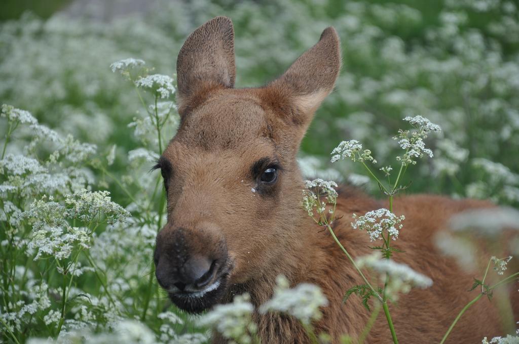 Moose Garden Villa Orrviken ภายนอก รูปภาพ