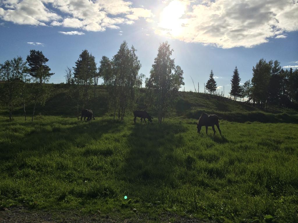 Moose Garden Villa Orrviken ห้อง รูปภาพ