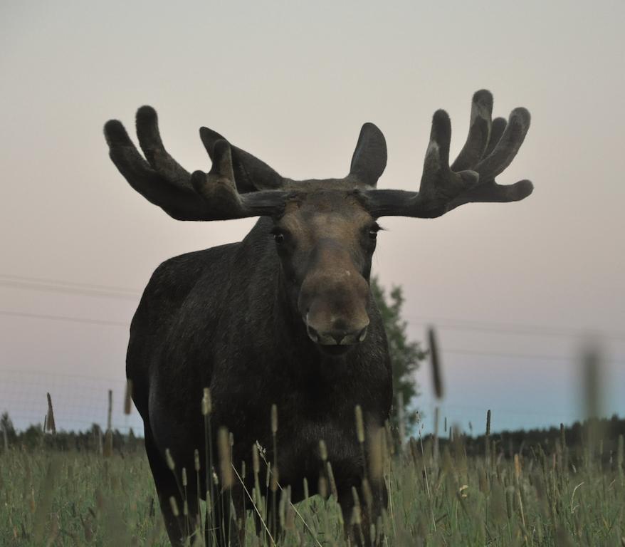 Moose Garden Villa Orrviken ภายนอก รูปภาพ
