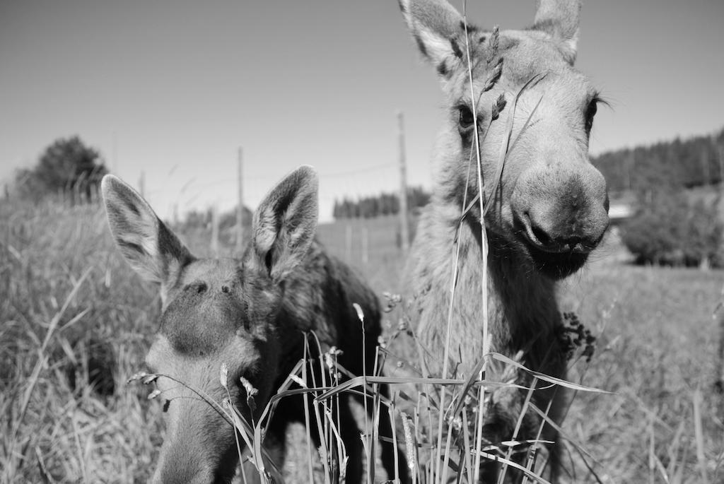 Moose Garden Villa Orrviken ภายนอก รูปภาพ