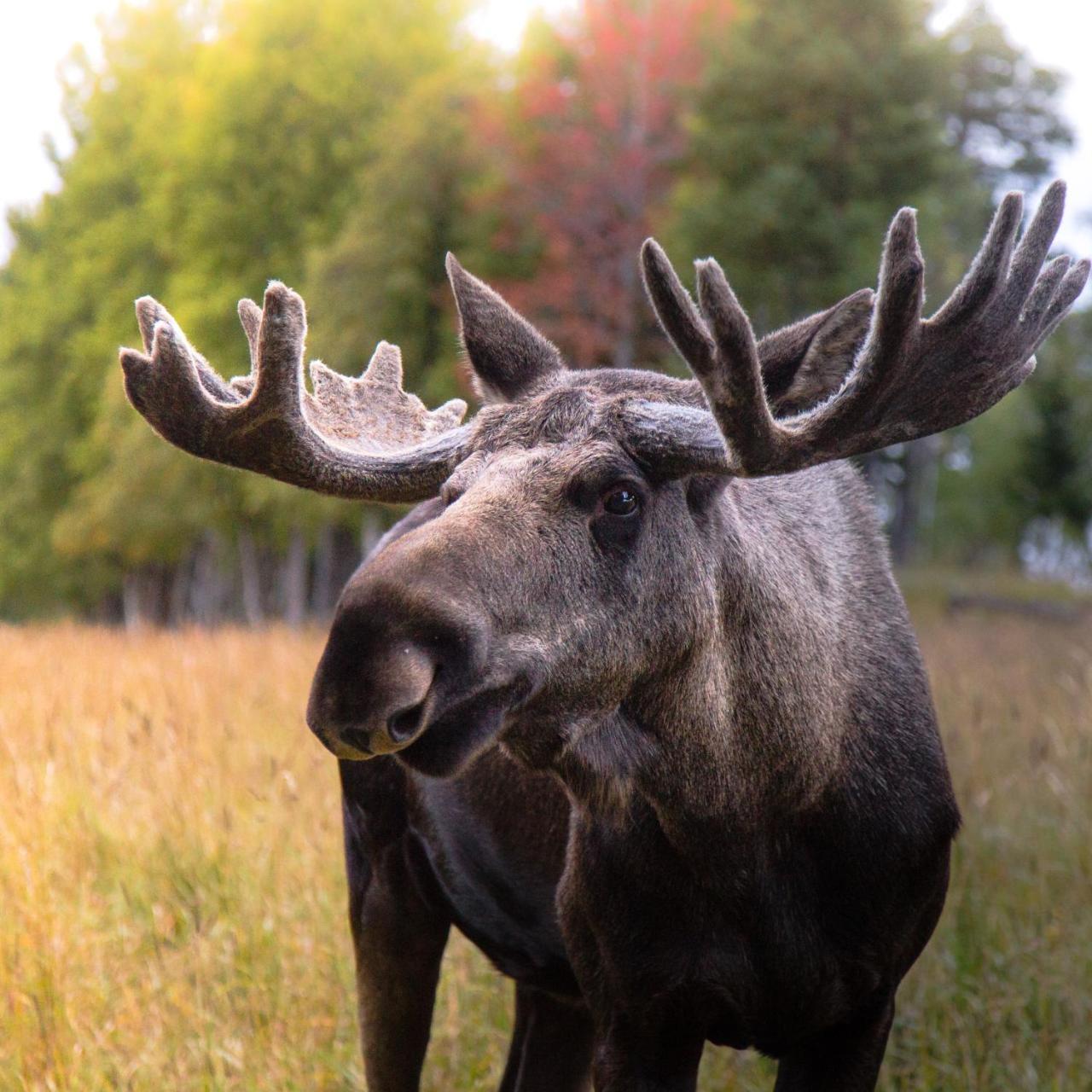 Moose Garden Villa Orrviken ภายนอก รูปภาพ