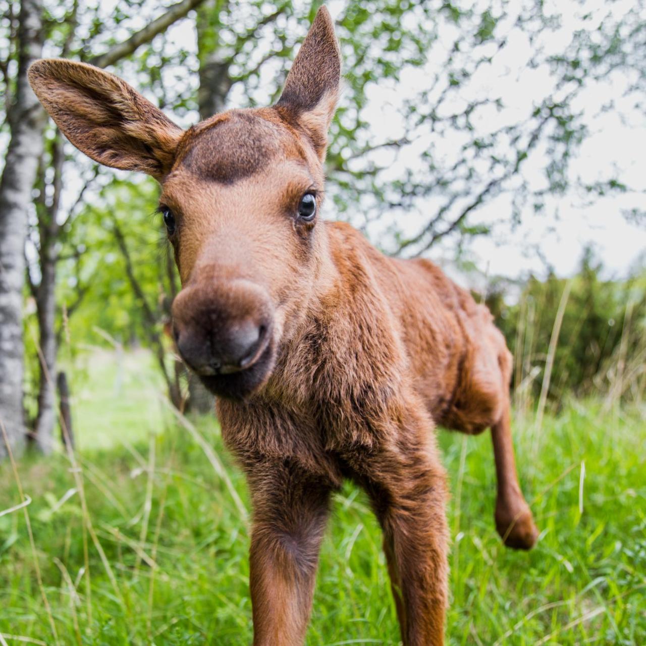 Moose Garden Villa Orrviken ภายนอก รูปภาพ