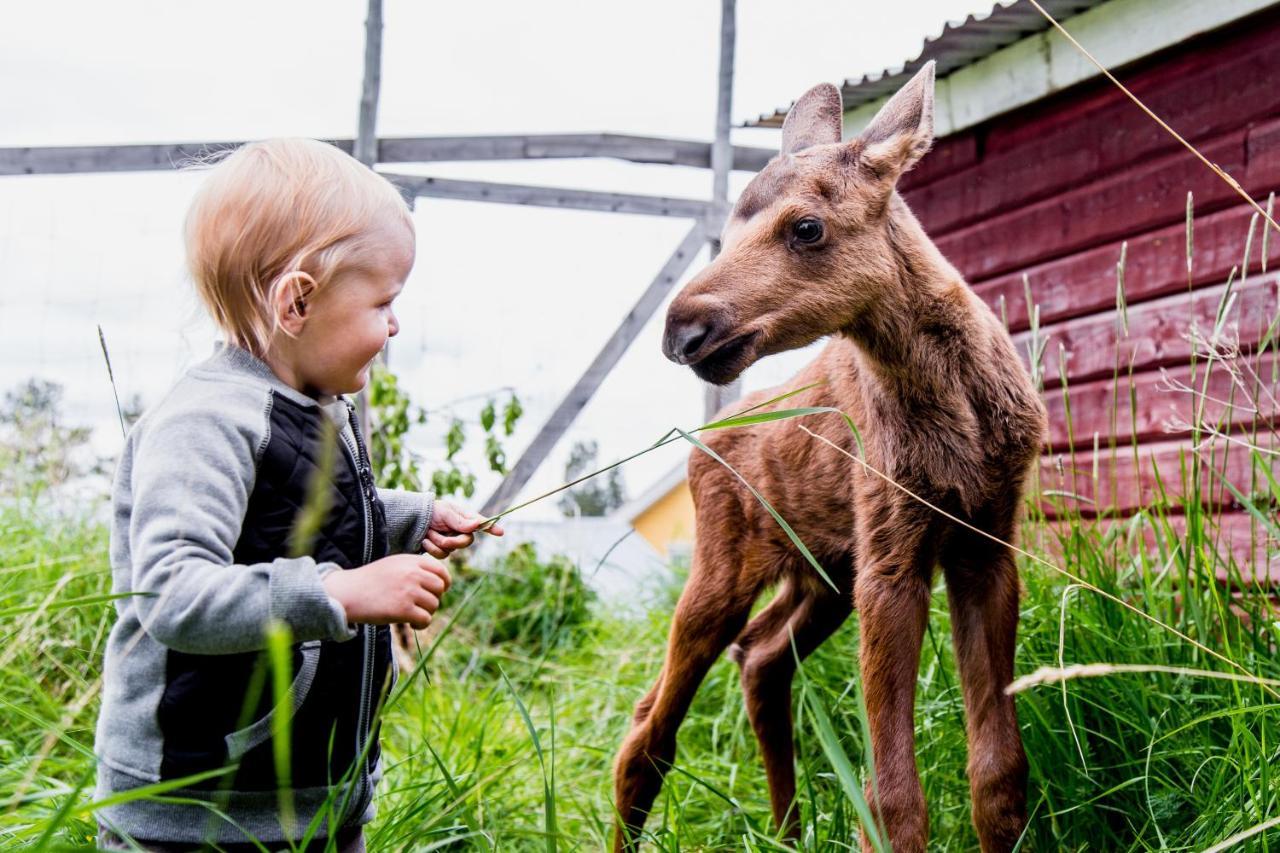 Moose Garden Villa Orrviken ภายนอก รูปภาพ
